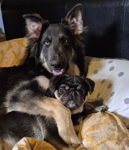Zeus cuddling his best buddy Luigi