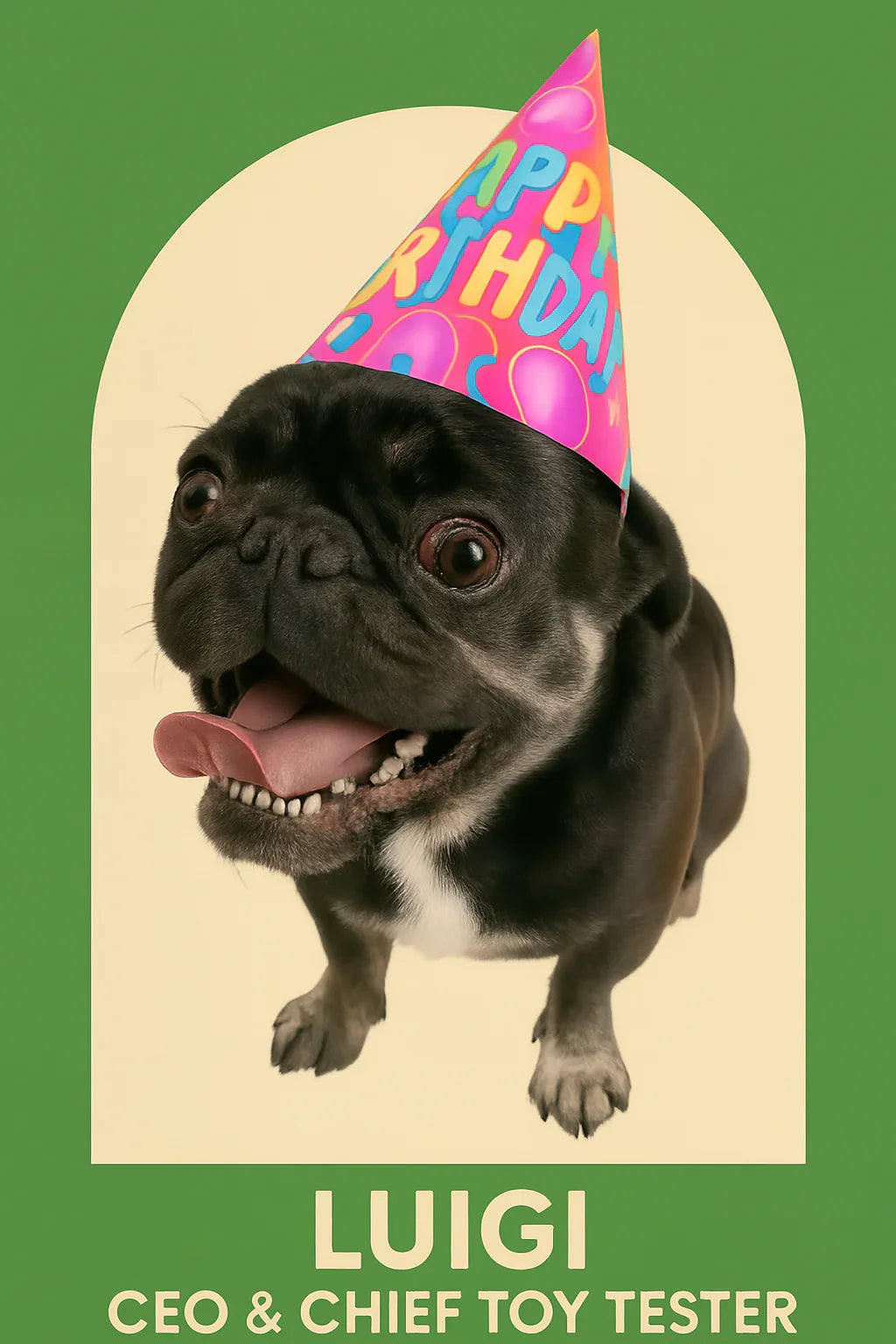 Luigi the pug wearing a colourful birthday hat against a green background