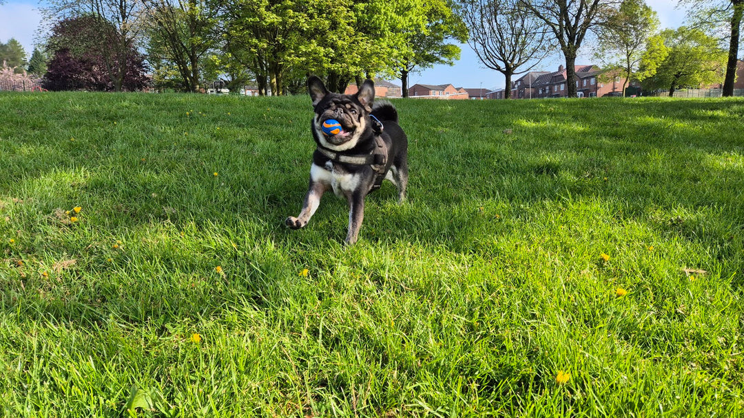 Fit small dog running with a correctly sized Chuckit! ball from Paw Branch.