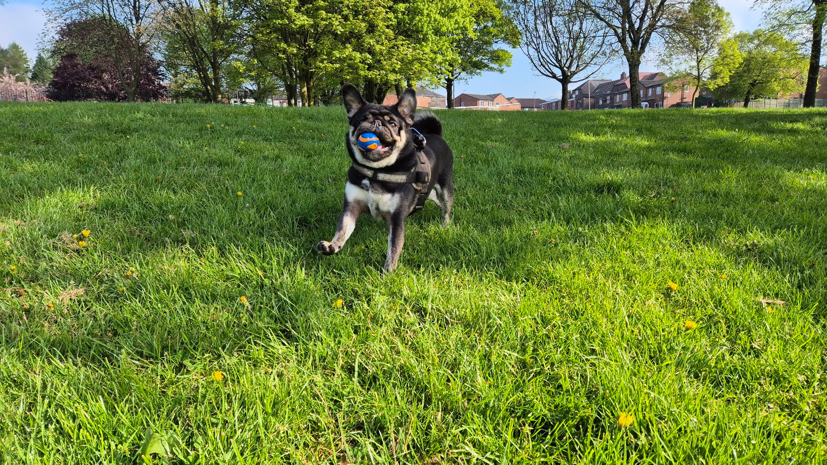 Fit small dog running with a correctly sized Chuckit! ball from Paw Branch.