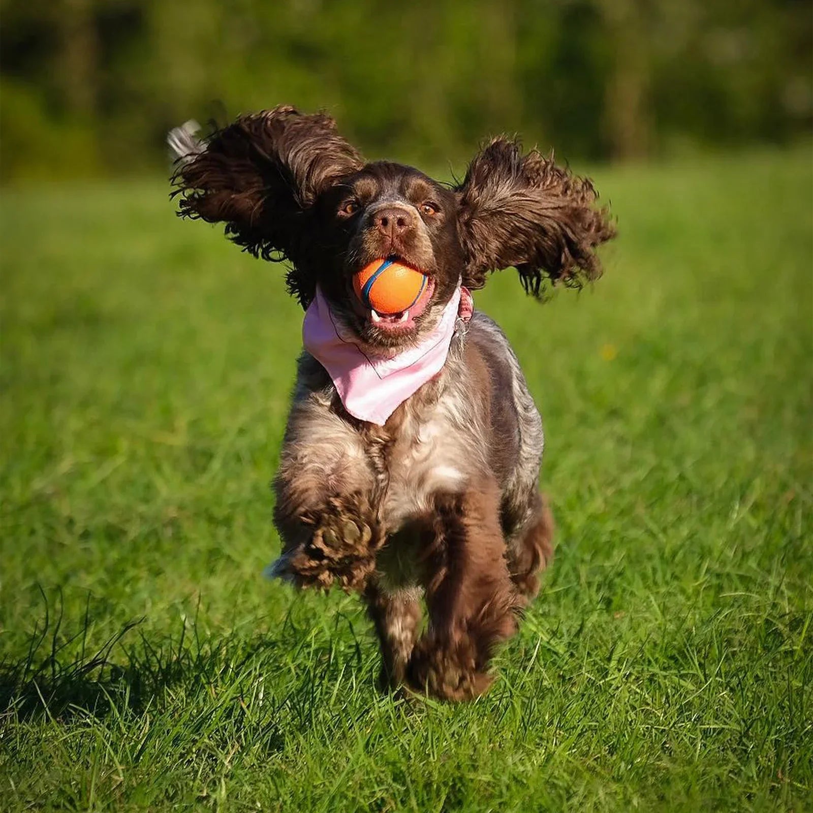 Cocker Spaniel playing in a field with a ball in it's mouth.