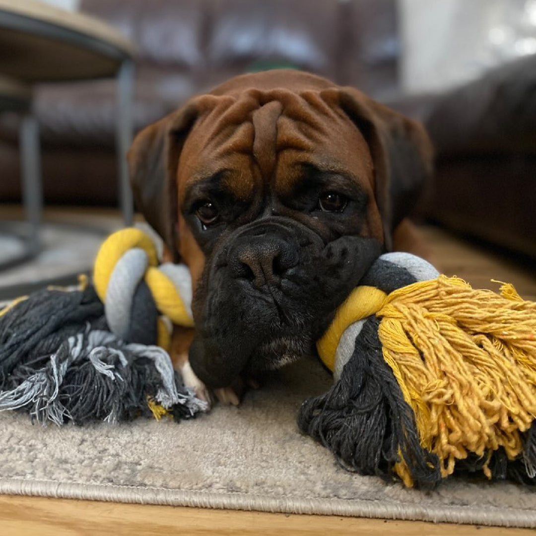 Boxer dog lay down with a large rope toy in it's mouth.
