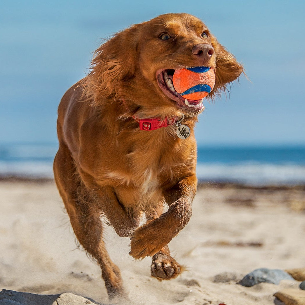 Balls for Large Sized Dogs (20–35kg)
