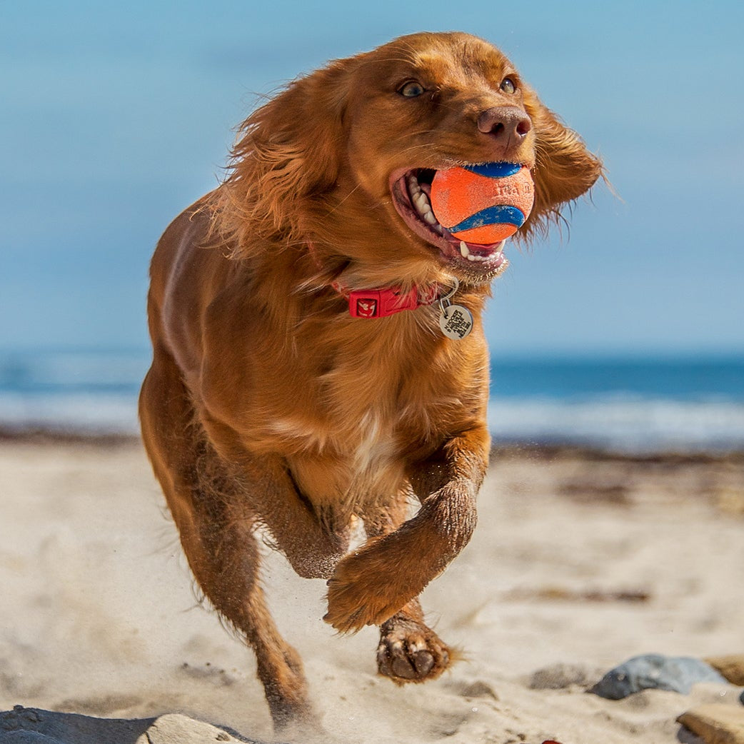 dog running on a beach with a ball in its mouth