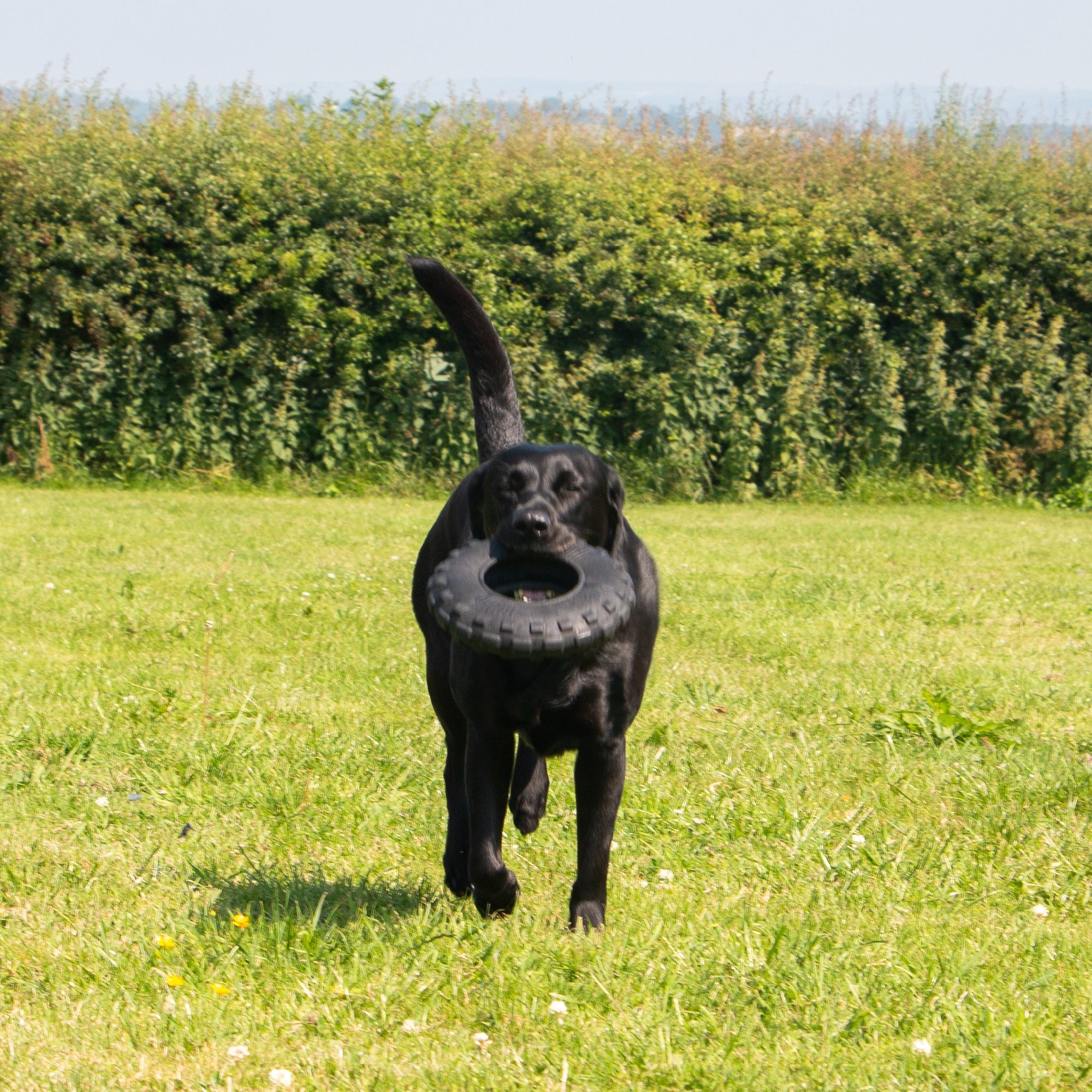 picture of an extra large dog with a fetch tyre toy in its mouth