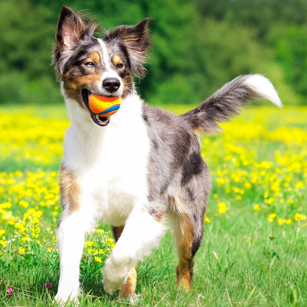 dog playing fetch with a ball in its mouth.