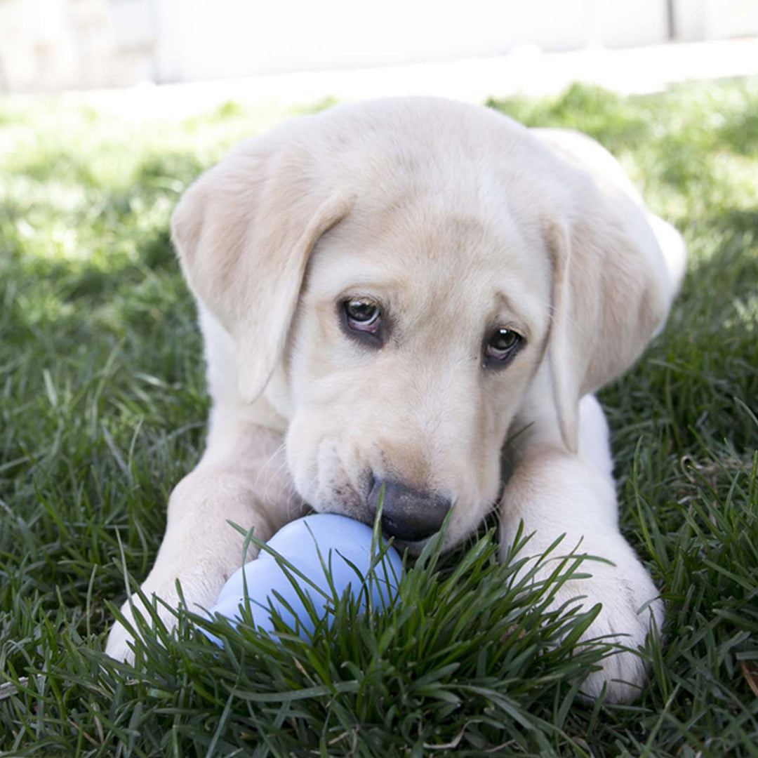 KONG Puppy Dog Toys UK