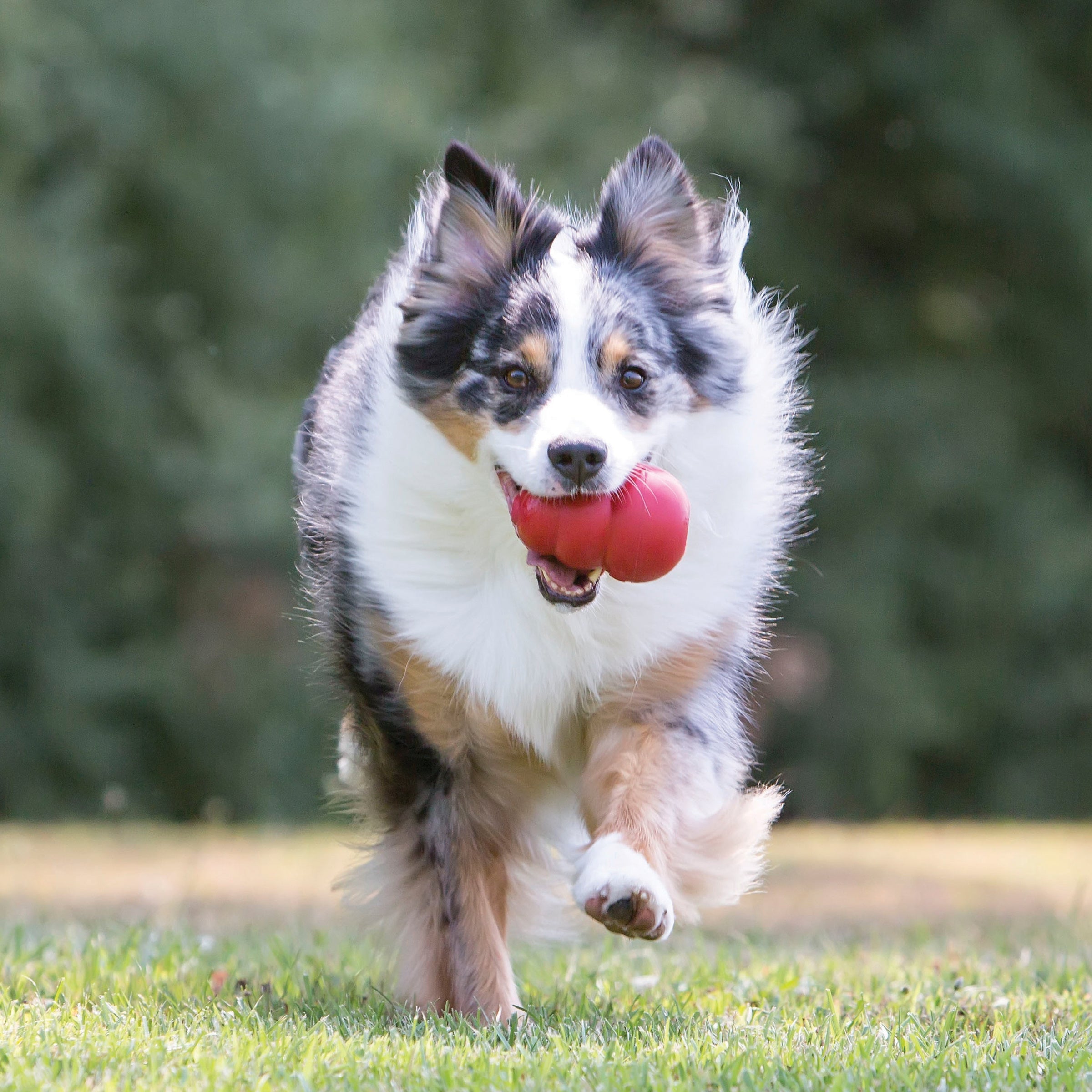 KONG Classic Dog Toys UK
