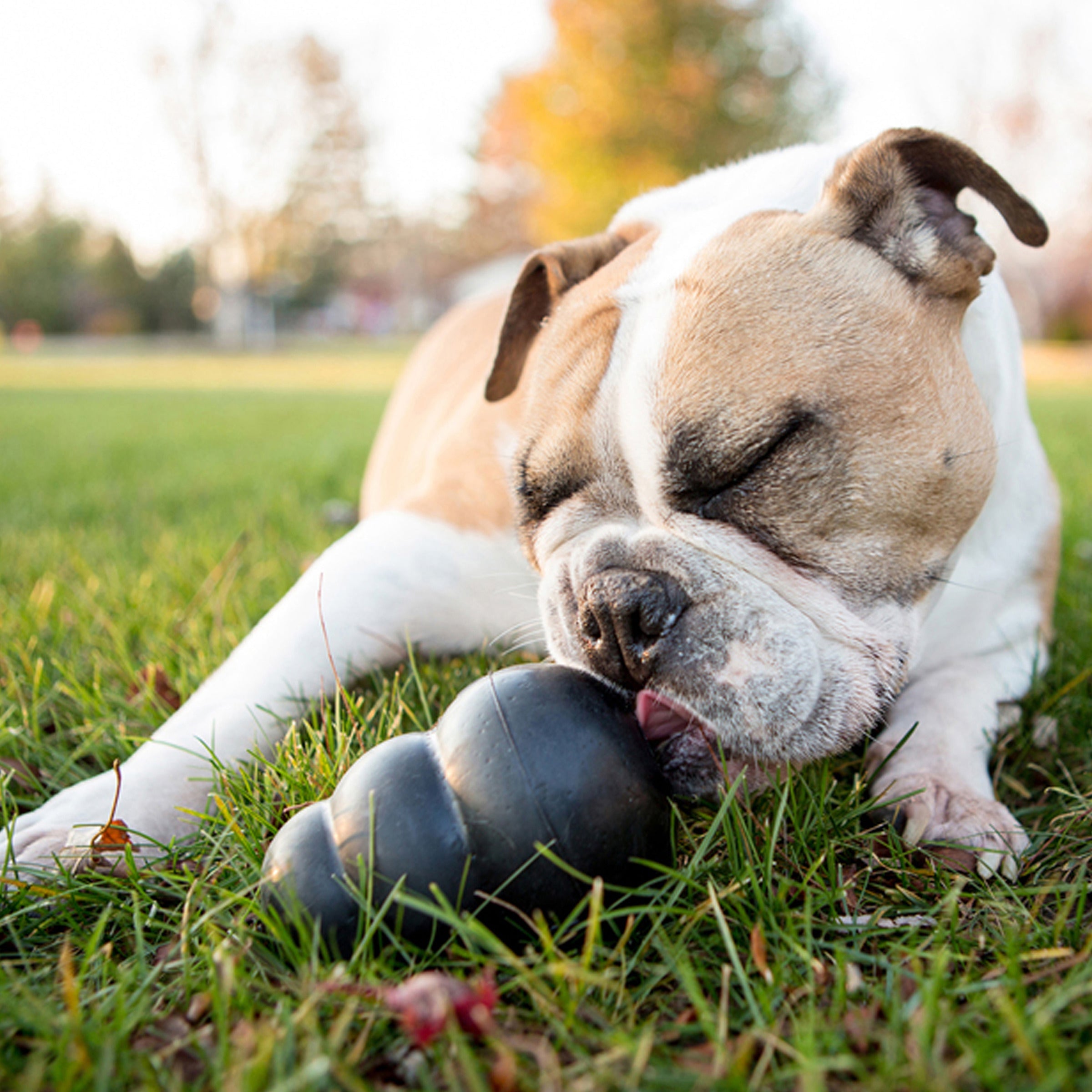 KONG Extreme Dog Toys UK