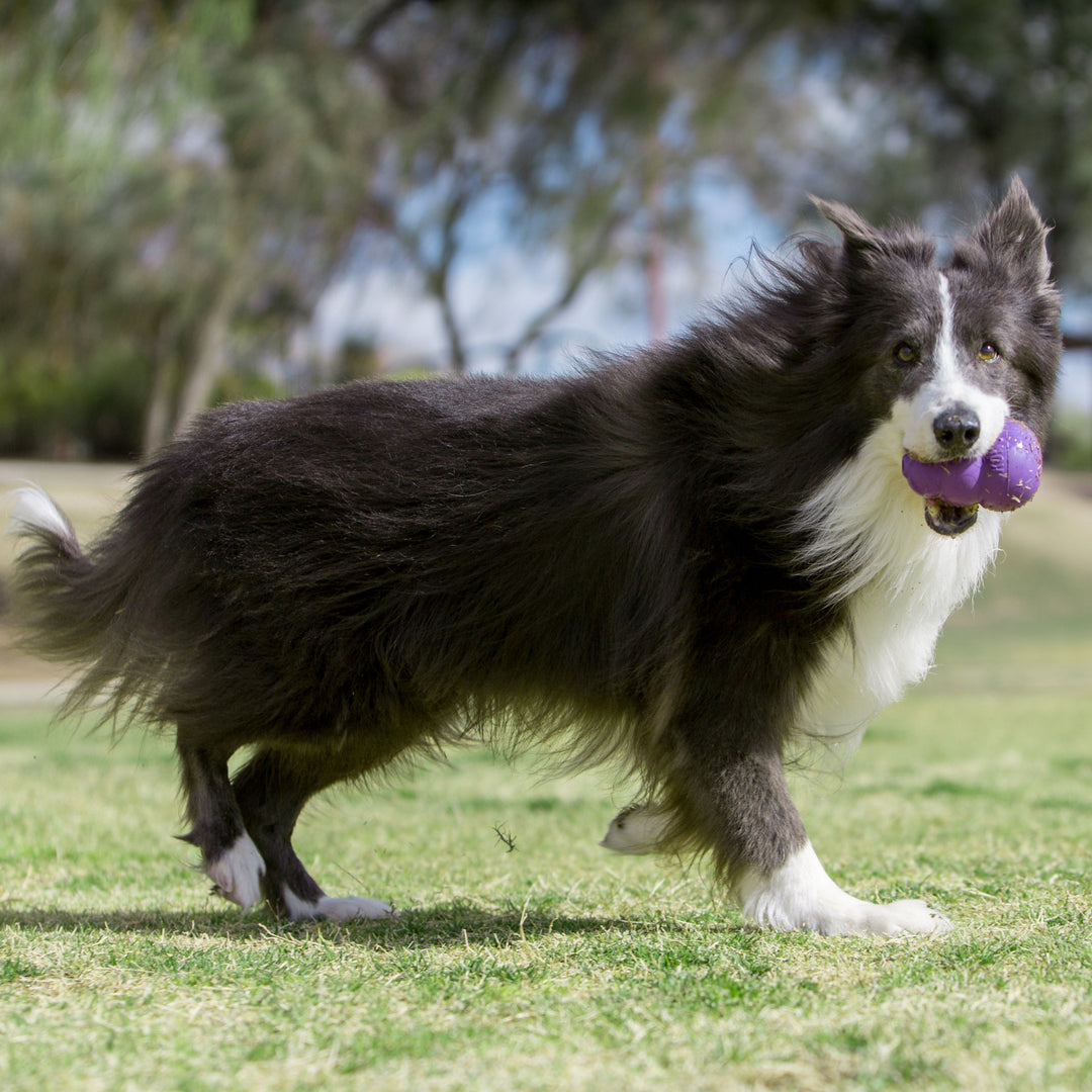 KONG Senior Dog Toys UK