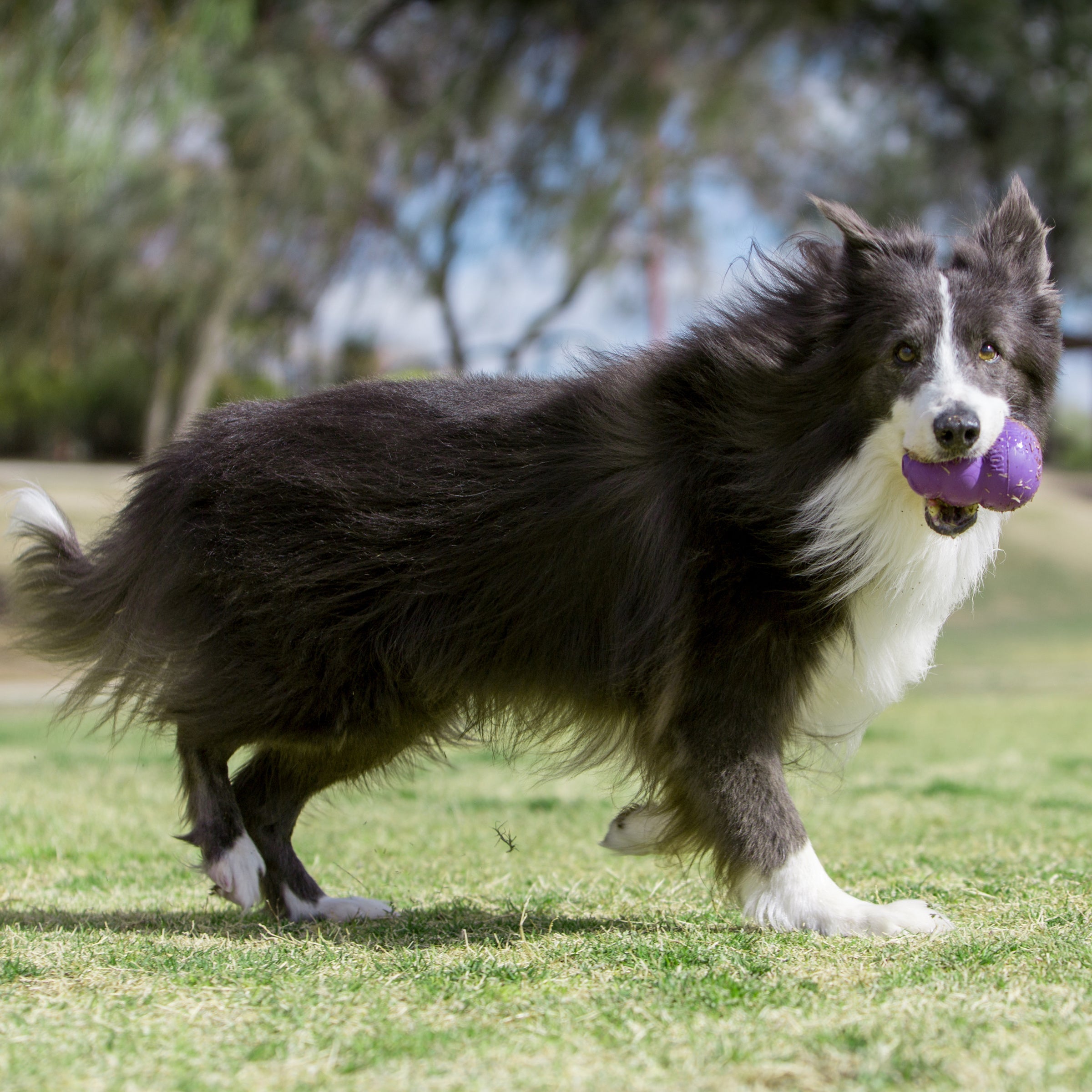 KONG Senior Dog Toys UK