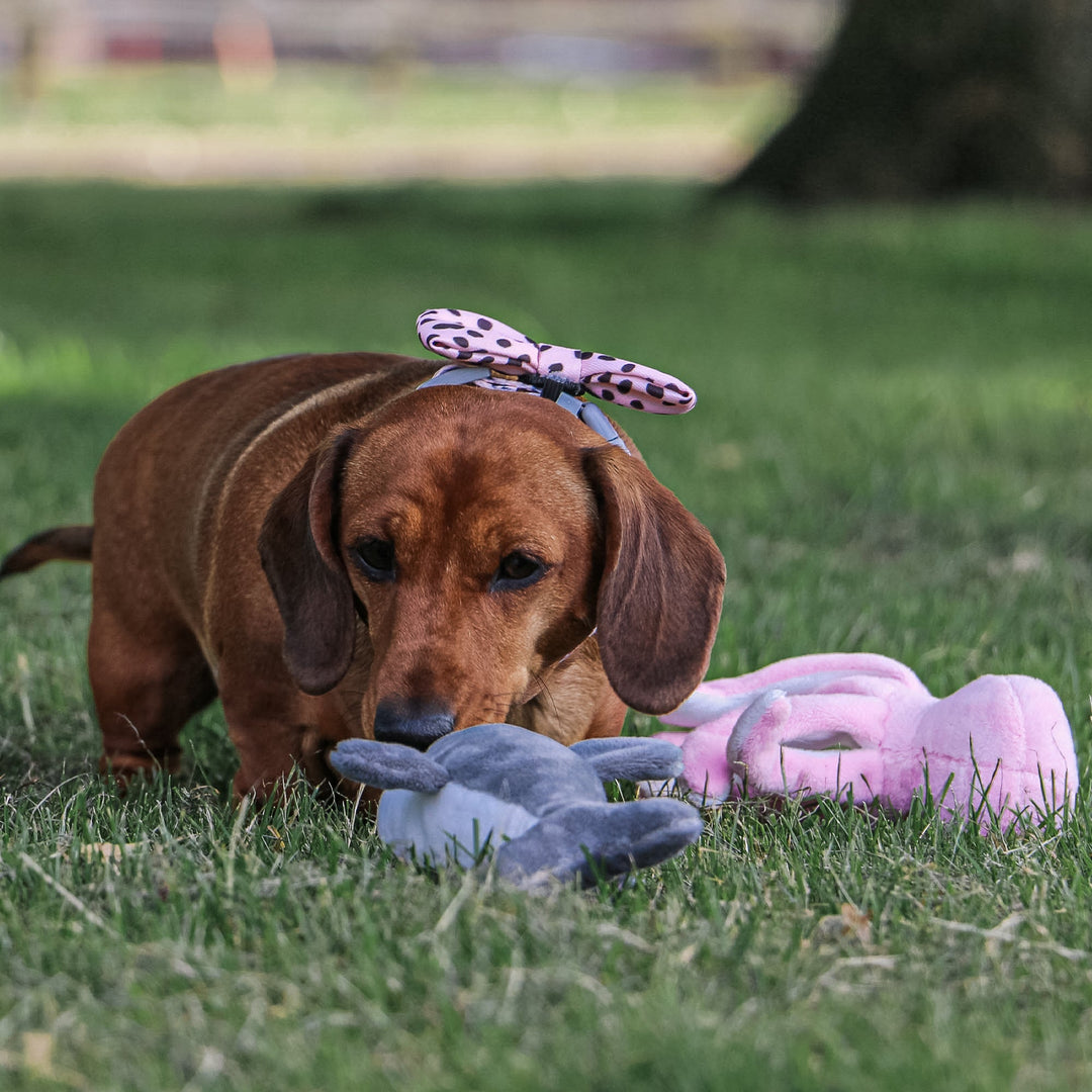 picture of a small dog playing with small plush toys outdoors