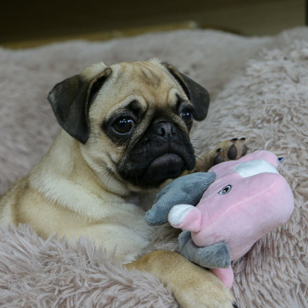 picture of a puppy pug with a plush toy