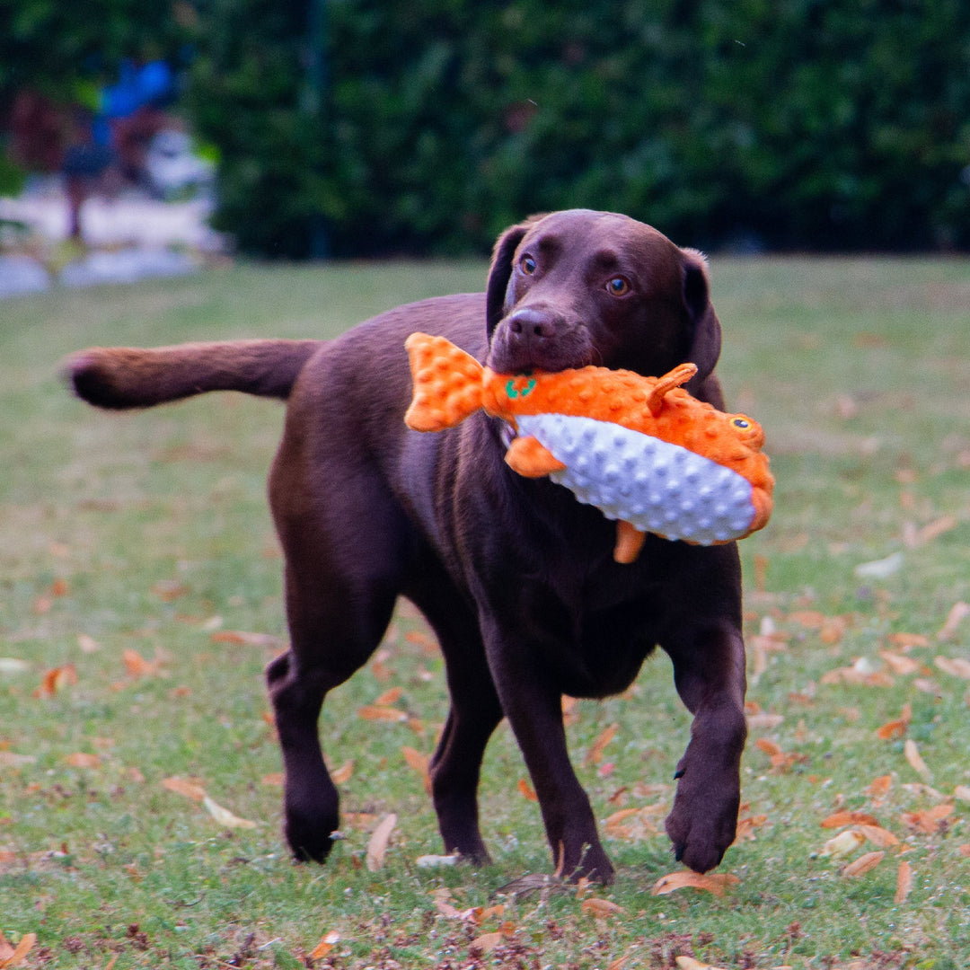 Brown Labrador carrying the Made From Puffer Fish recycled plush dog toy supplied by Paw Branch