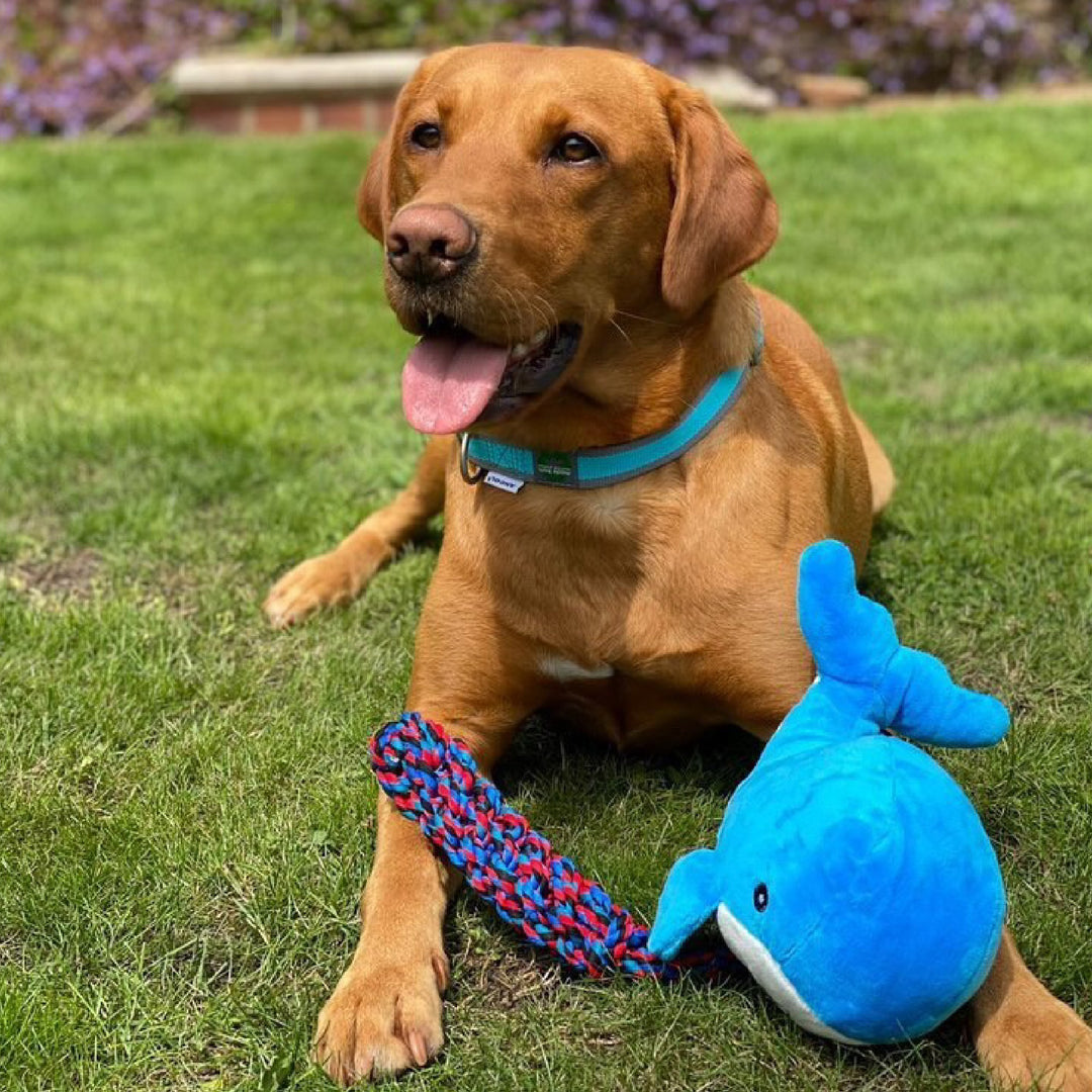 dog lay down on grass with a blue large sized whale plush toy.