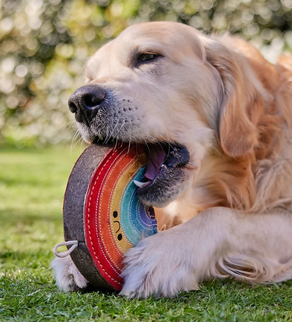 Golden Retriever chewiong a dog toy called rainbow warrior