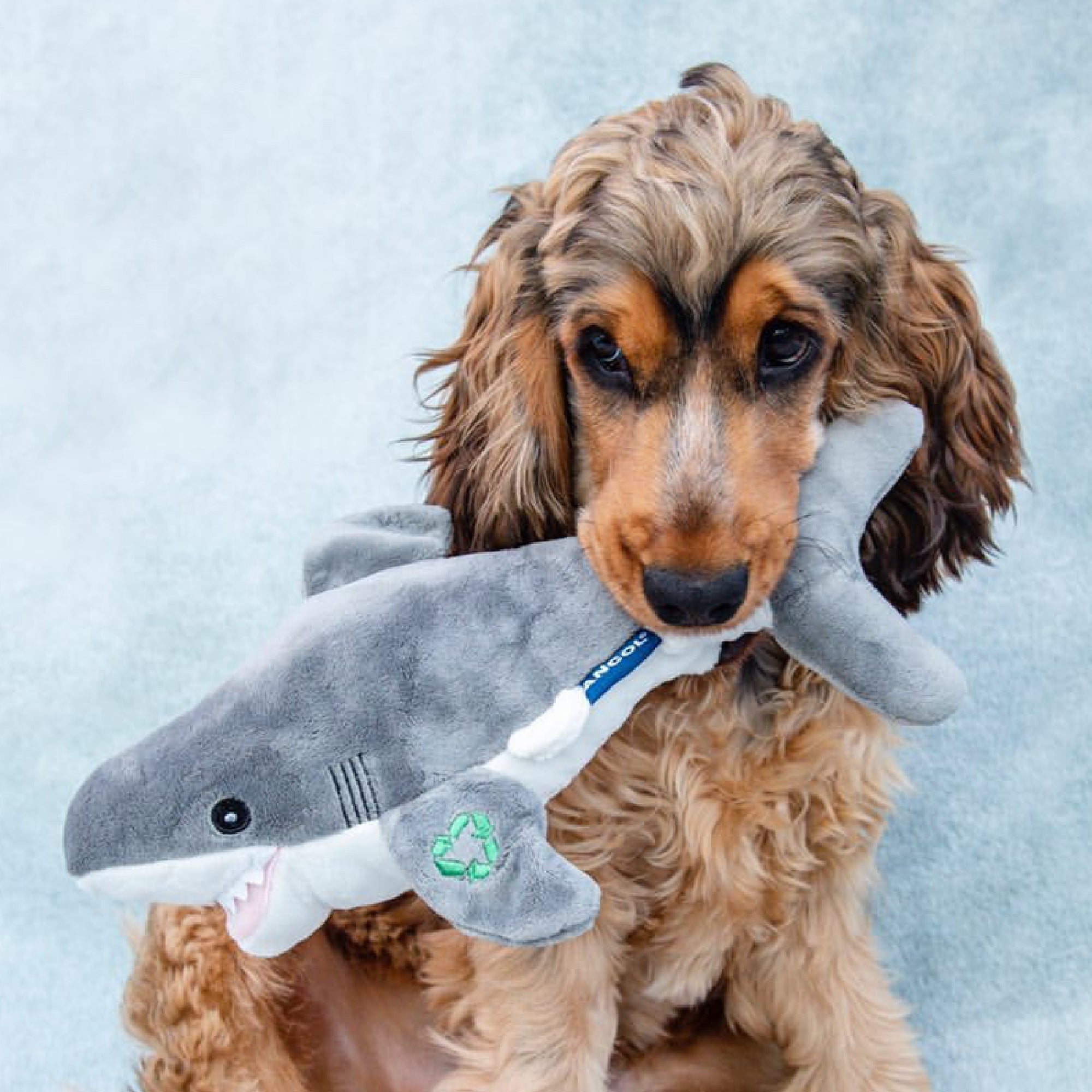 dog with grey shark plush toy in it's mouth.