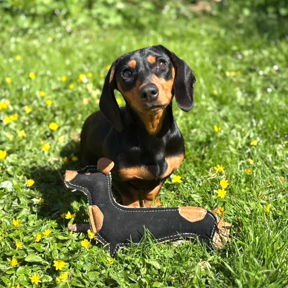 Small dog with the eco leather Miro and Makauri Douglas Dachshund toy on grass, supplied by Paw Branch.