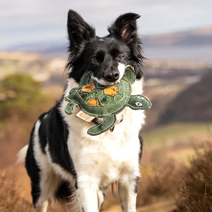 Black and white Border Collie holding the green Tara Turtle toy by Miro & Makauri on a hill, supplied by Paw Branch.