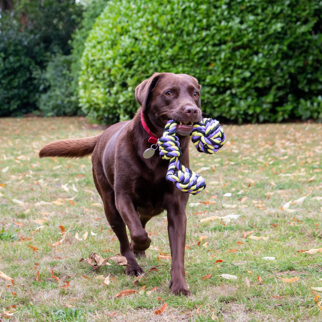 Brown labrador dog running on a field with a rope toy in it's mouth.