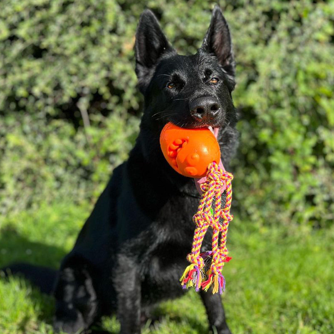 Black dog with the orva treat monster toy in it's mouth.