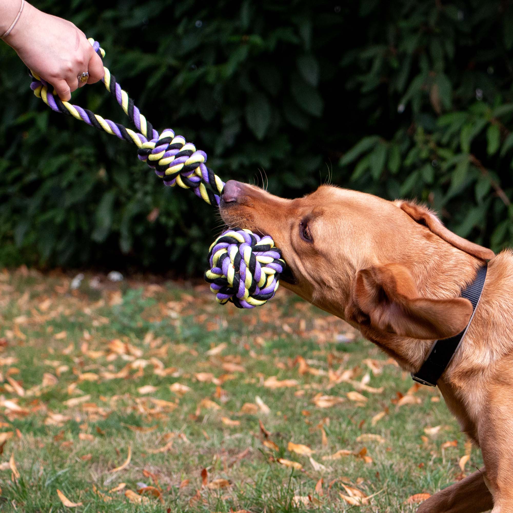 Dog and owner playing tug with jumbo sized rope ball toy