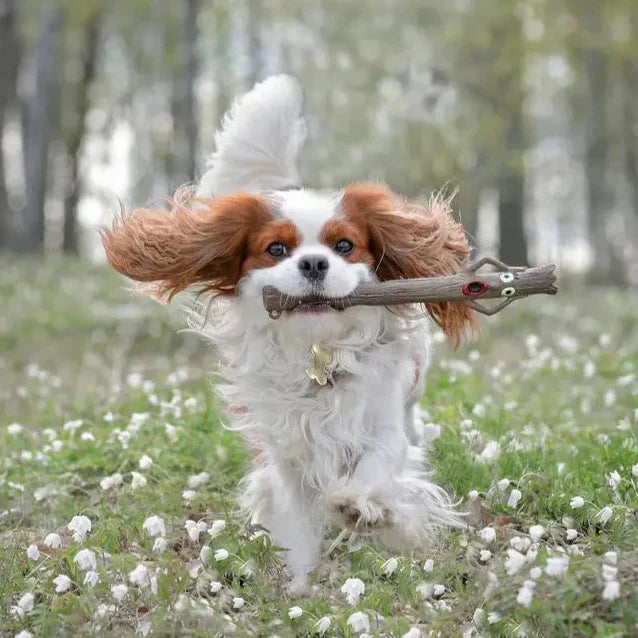 Jack Russell dog playing fetch with orange dumbell shaped toy.