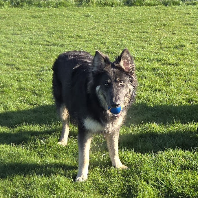 Balls for Extra Large & Giant Breeds (35kg+)