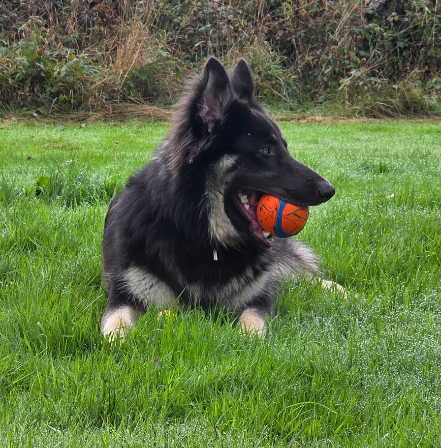 Balls for Extra Large & Giant Breeds (35kg+)