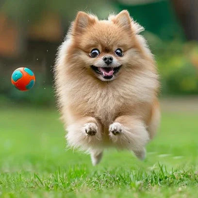 Balls for Extra Small Dogs (1-5kg)