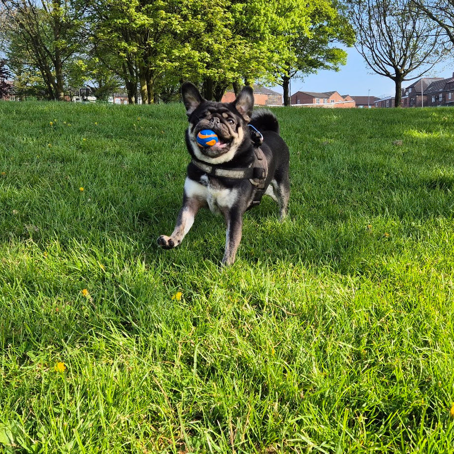 Balls and Launchers for Small Dogs (5-10kg)