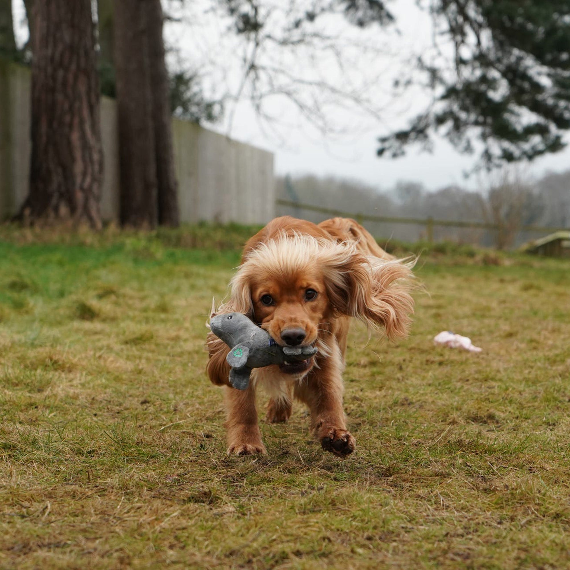 Junior Aged Tan Cocker Spaniel running across a grassy field carrying the grey ANCOL Made From Mini Seal plush toy, supplied by Paw Branch.