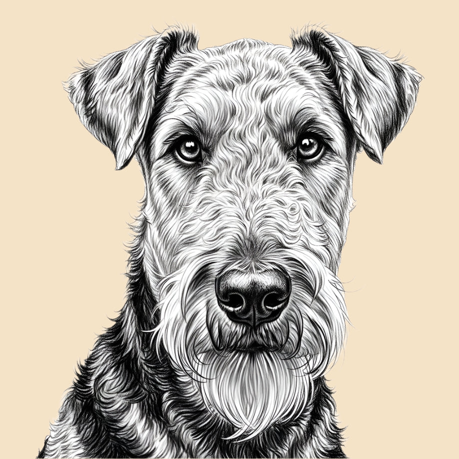 Sketch of an Airedale Terrier, large dog breed featured in The Puggly Club eco friendly birthday boxes