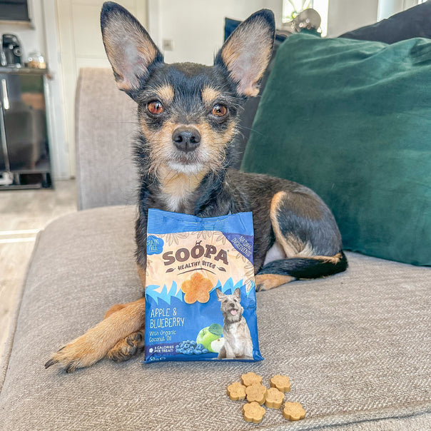 dog sat on sofa wih soopa pple_Blueberry_bites