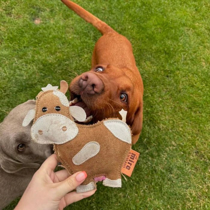 Medium sized dogs waiting to play with the eco leather Miro and Makauri Betsie Cow toy on grass, supplied by Paw Branch.