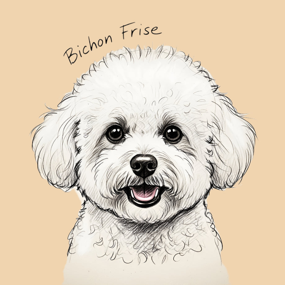 Sketch of a Bichon Frise – extra small dog breed featured in The Puggly Club eco-friendly birthday boxes
