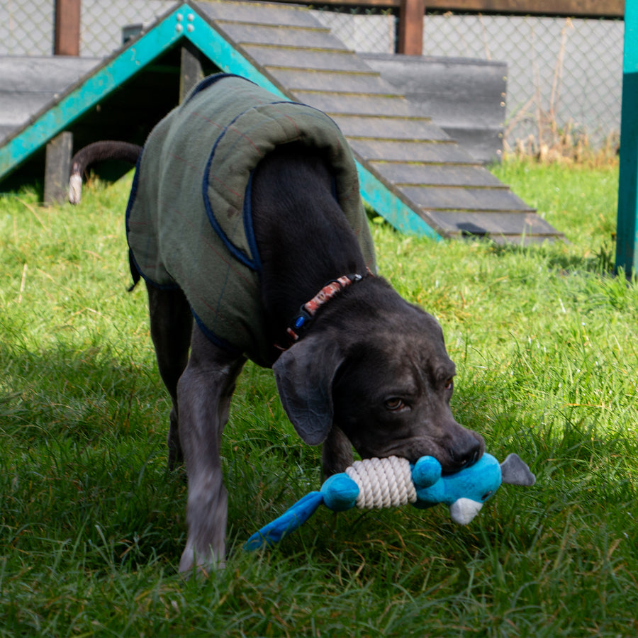 Close-up of a dog carrying the blue ANCOL Made From Bird Bellies Plush Toy outdoors, supplied by Paw Branch.