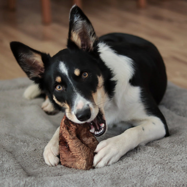 Black and white dog playing with a Chewroot on a carpeted floor