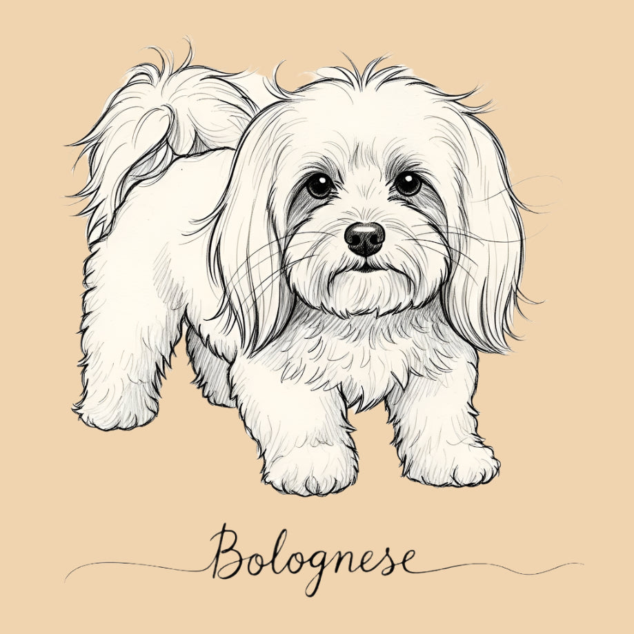 Sketch of a Bolognese – extra small dog breed featured in The Puggly Club eco-friendly birthday boxes