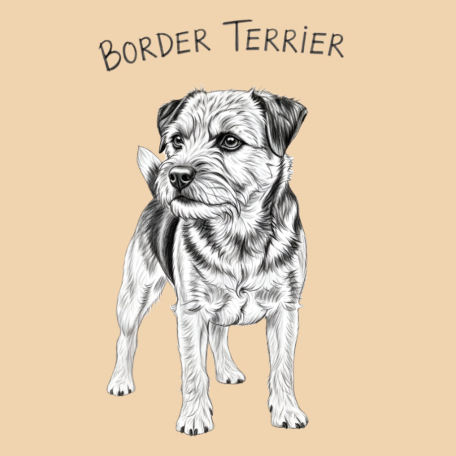 Sketch of a Border Terrier – small dog breed featured in The Puggly Club eco-friendly birthday boxes