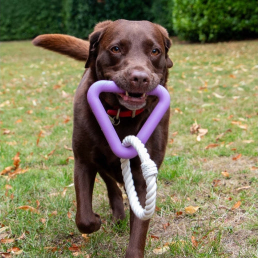 Outdoor image showing a brown dog carrying a triangular rubber handle attached to white cotton rope supplied by Paw Branch