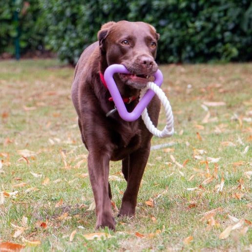 Outdoor photograph of a brown dog holding a triangular rubber and cotton rope dog toy supplied by Paw Branch