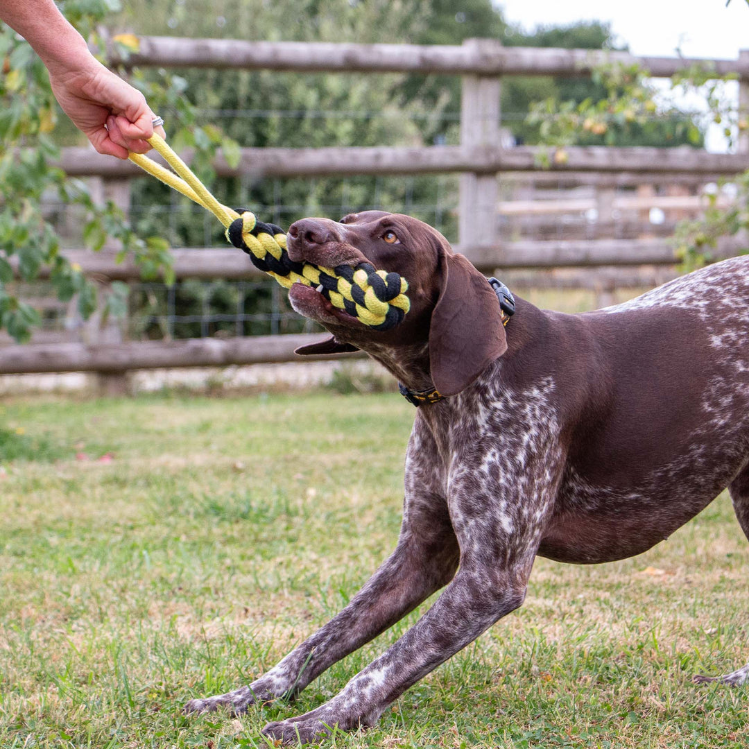 Dog tugging the ANCOL Bumble Bee Ropey Plait recycled cotton toy outdoors, supplied by Paw Branch.