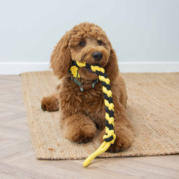 Dog holding the yellow and black ANCOL Bumble Bee Ropey Twist recycled cotton rope toy indoors, supplied by Paw Branch.