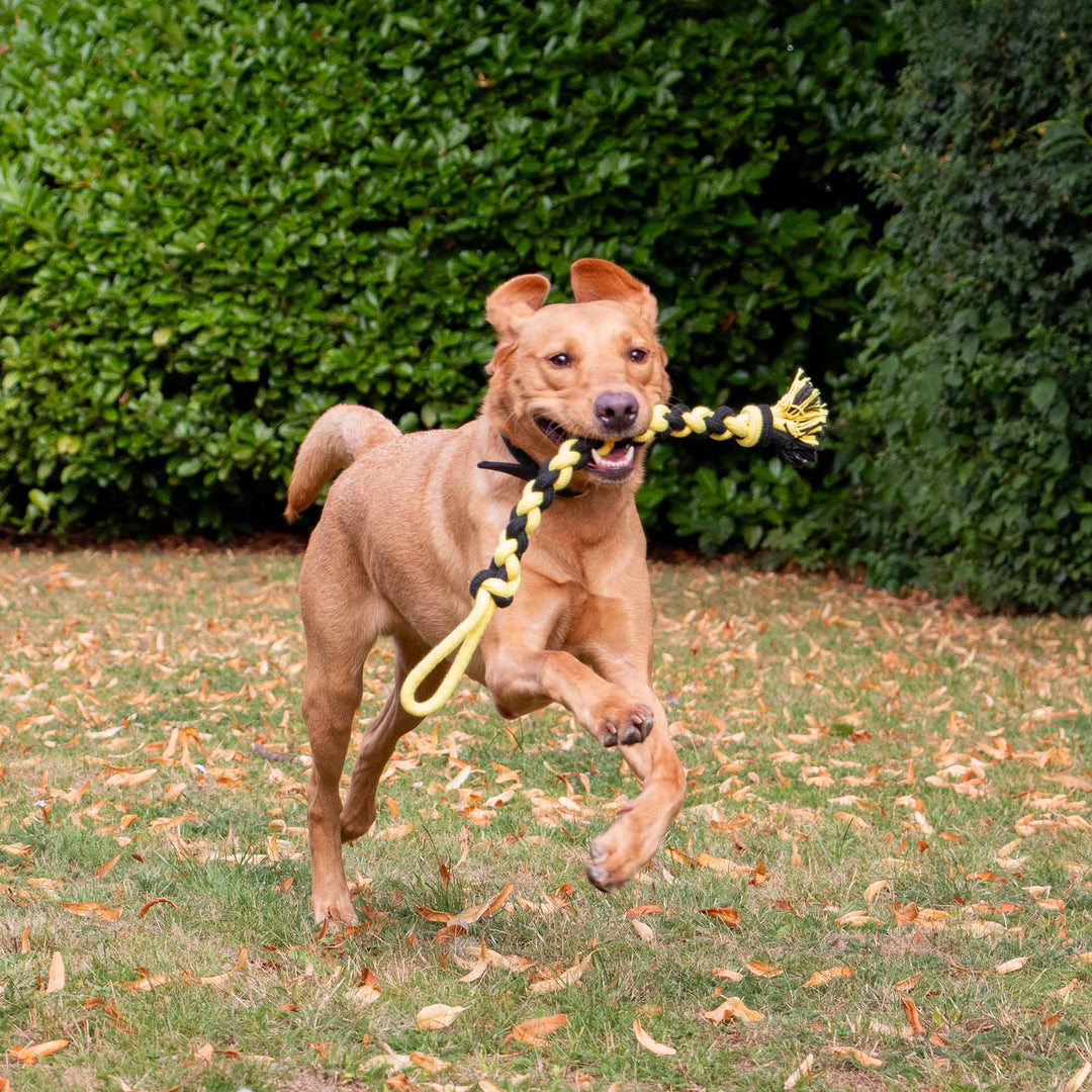 Dog running with the ANCOL Bumble Bee Ropey Twist recycled cotton rope toy outdoors, supplied by Paw Branch.
