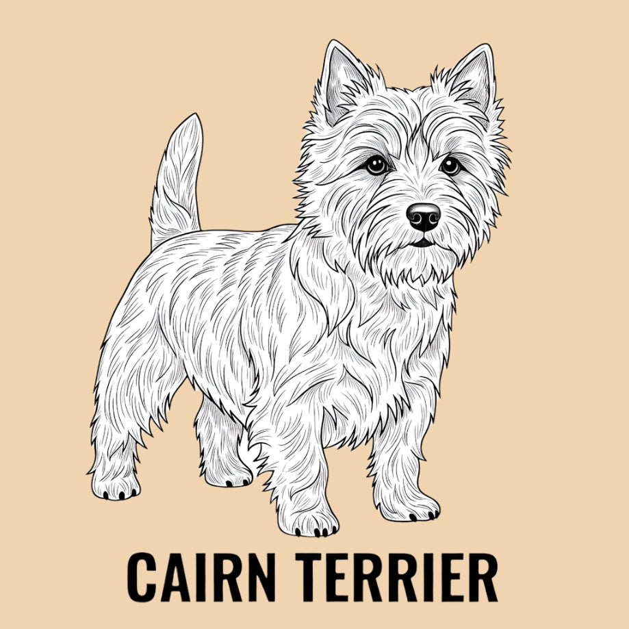 Sketch of a Cairn Terrier – small dog breed featured in The Puggly Club eco-friendly birthday boxes