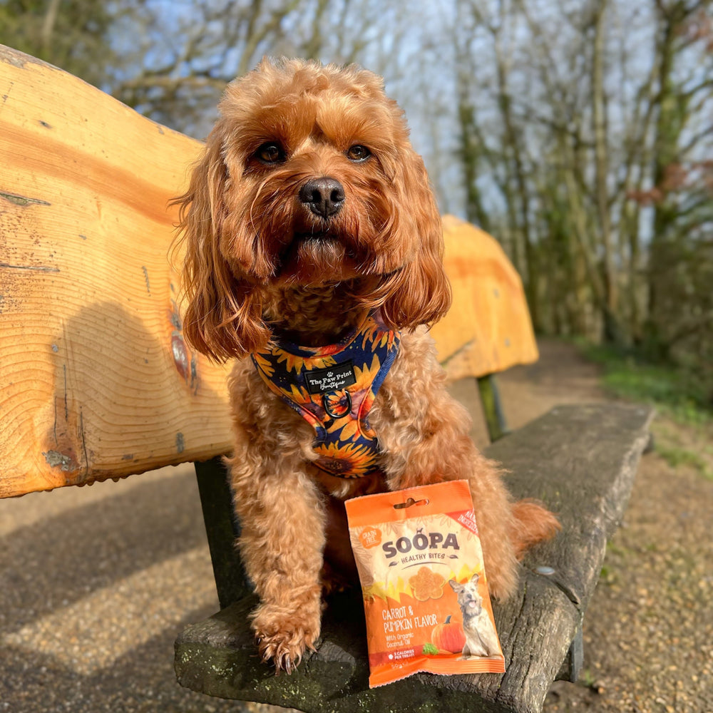 Dog sitting on a bench with a SOOPA dog food packet in an outdoor setting