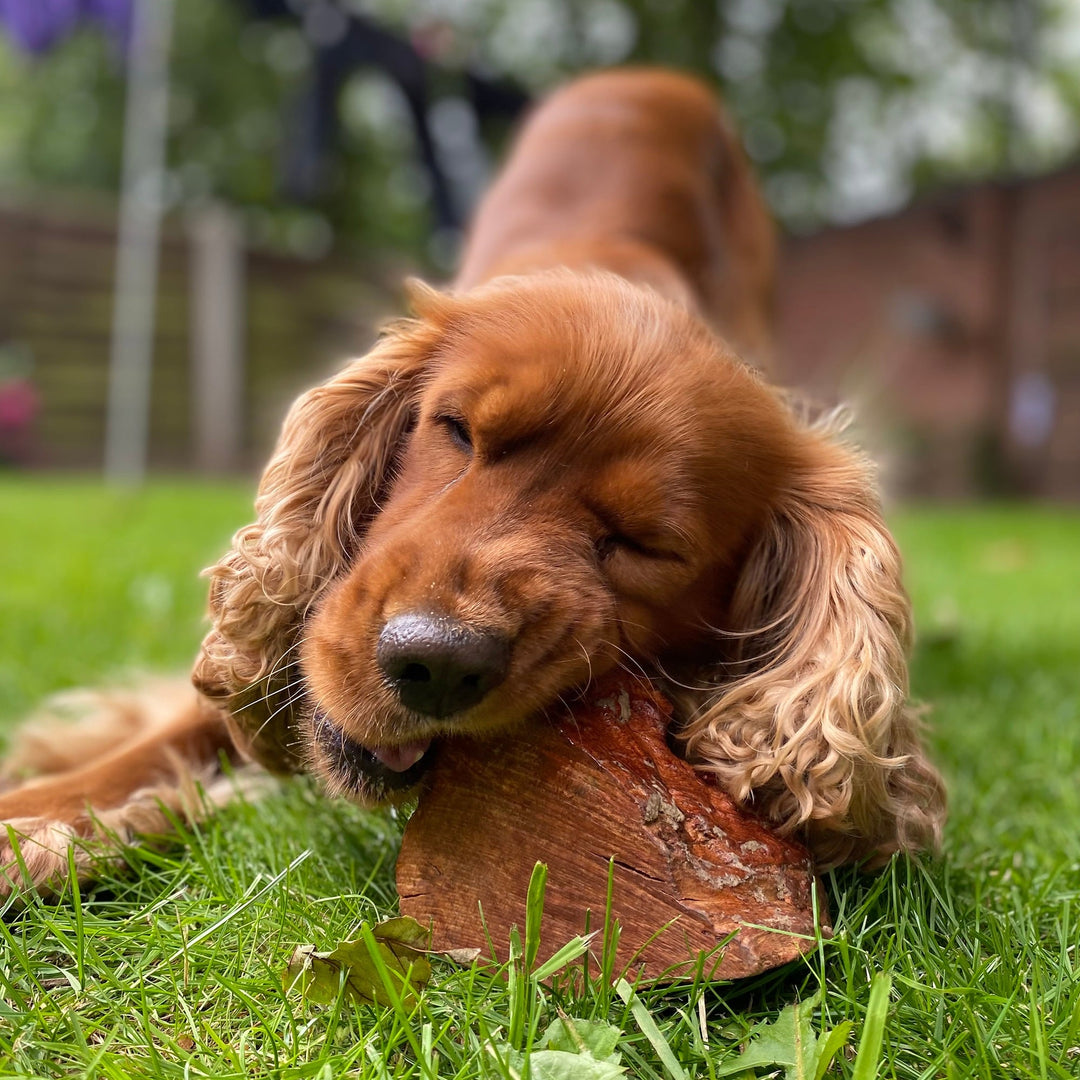 Dog lying on grass with a chewroot in its mouth