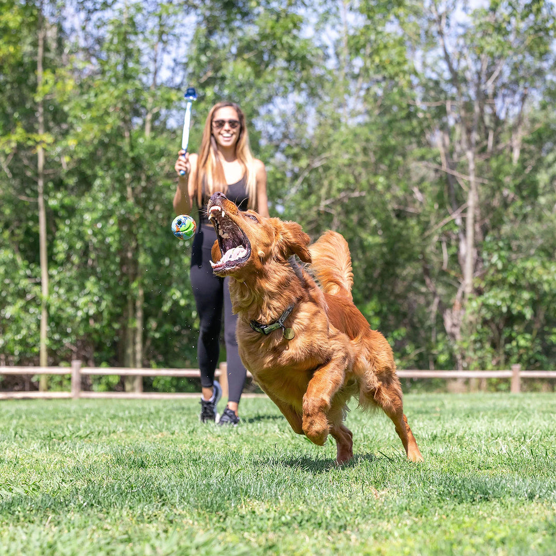 A large Golden Retriever jumping to catch a ball thrown by a woman using the blue Chuckit! EcoFetch Sport 18M Launcher in a grassy park.