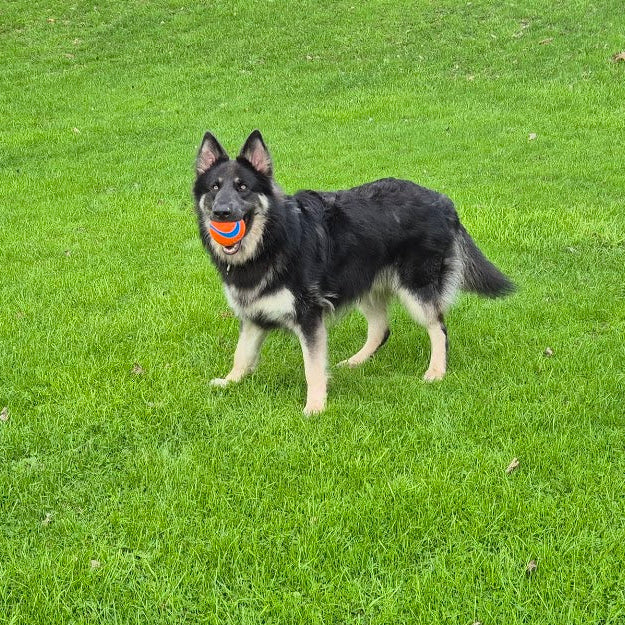 Chuckit UltraBall XXL in Paw branches own Zeus the german shepherds mouth fronta view